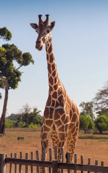 Skupina Rothschildové žirafy — Stock fotografie