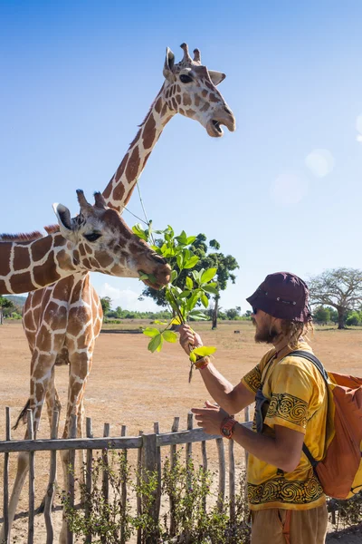 Giraffen im Kruger Park in Südafrika — Stockfoto