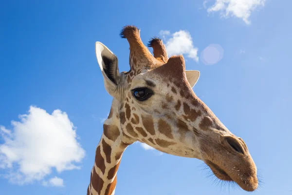 Giraffe vor dem Kilimandscharo — Stockfoto