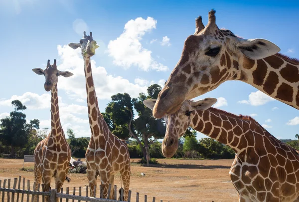 Gruppe der Rothschilds-Giraffen — Stockfoto