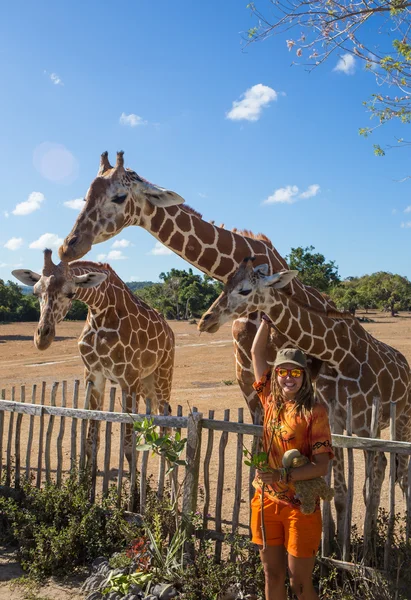 Fille nourrissant girafe au zoo — Photo