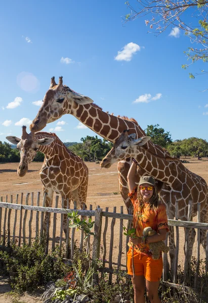 Mädchen füttert Giraffe im Zoo — Stockfoto