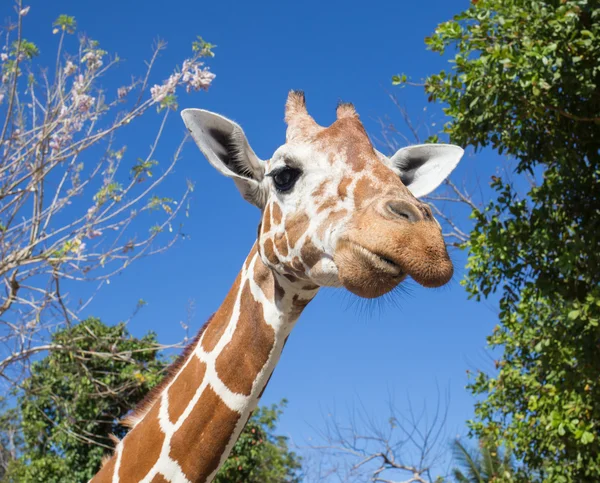 Giraffe vor dem Kilimandscharo — Stockfoto