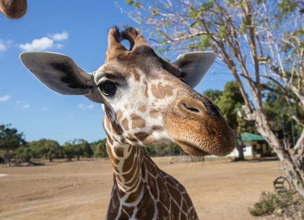 Giraffe vor dem Kilimandscharo — Stockfoto