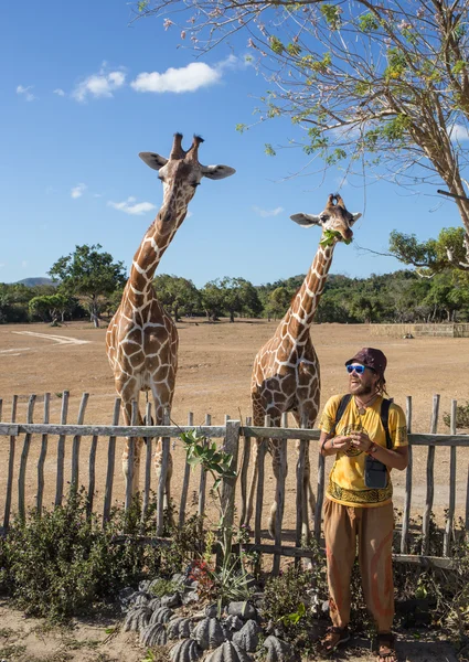 Giraffen im Kruger Park in Südafrika — Stockfoto