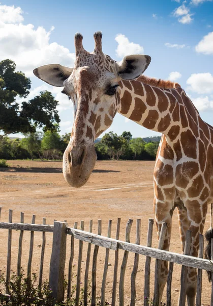 Gruppe der Rothschilds-Giraffen — Stockfoto