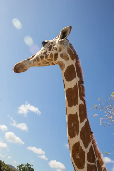 Giraffe vor dem Kilimandscharo — Stockfoto