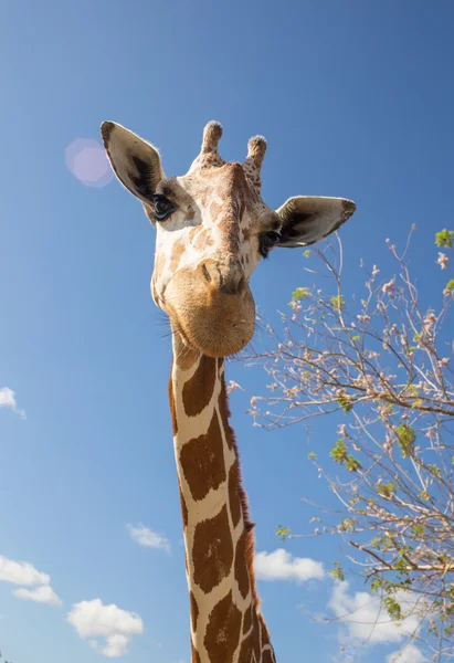 Giraffe перед гори Кіліманджаро — стокове фото