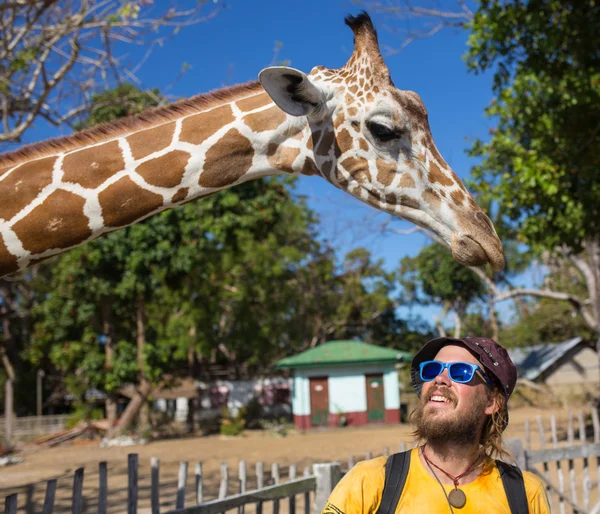 Zsiráfok-Kruger park, Dél-afrikai Köztársaság — Stock Fotó