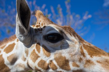 kilimanjaro Dağı önünde zürafa