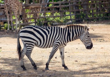 ovalar Zebra doğal ortamlarında, Güney Afrika
