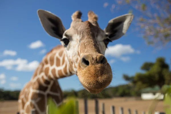 Giraffe vor dem Kilimandscharo — Stockfoto