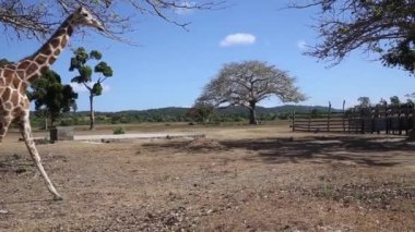 Rothschilds zürafalar grup