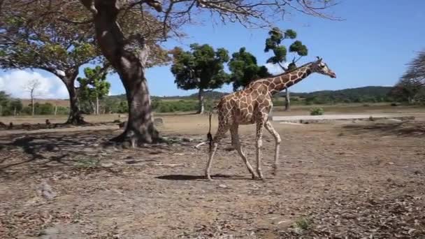 组的罗斯柴尔德长颈鹿 — 图库视频影像