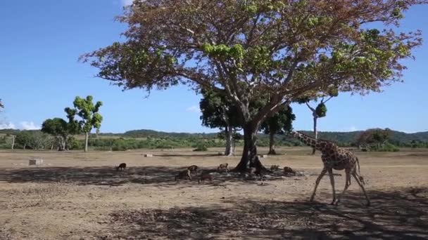 Group of Rothschilds giraffes — Stock Video