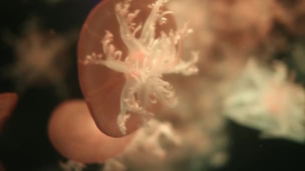 Rode reus kwallen medusa in een zwarte nietig, natuurlijke achtergrond — Stockvideo