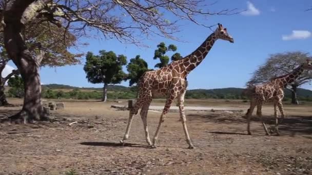Group of Rothschilds giraffes — Stock Video