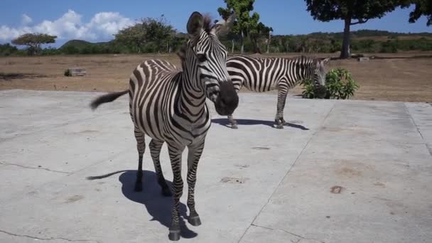 Alföldi Zebra, a természetes élőhely, a Dél-afrikai Köztársaság