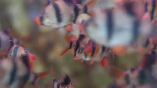 Fischschwärme im Aquarium mit Meerwasser — Stockvideo