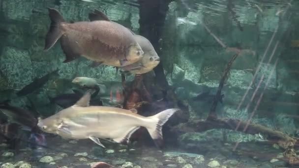 Bocas de peces en el acuario con agua de mar — Vídeo de stock