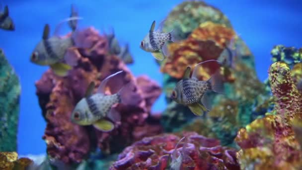 Ondiepten van vissen in het aquarium met zeewater — Stockvideo