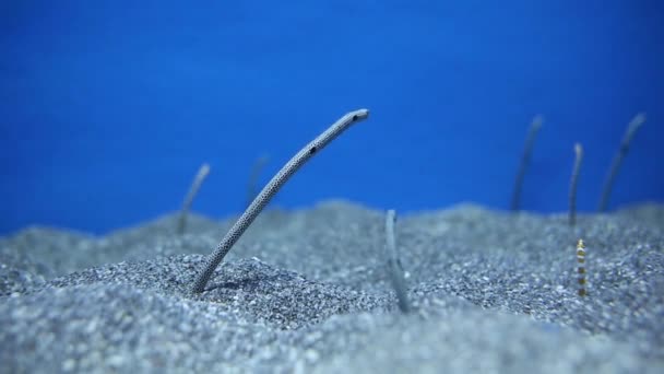 Bocas de peces en el acuario con agua de mar — Vídeos de Stock