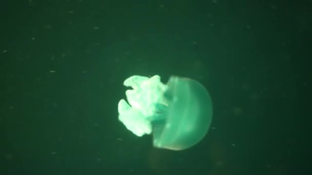 Red giant jellyfish medusa in a black void, natural background — Stock Video