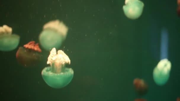 Красный гигантский медуза медуза в черной пустоте, естественный фон — стоковое видео