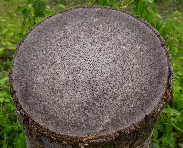 Fresh Slice of palm trunk in the Philippines — Stock Photo, Image