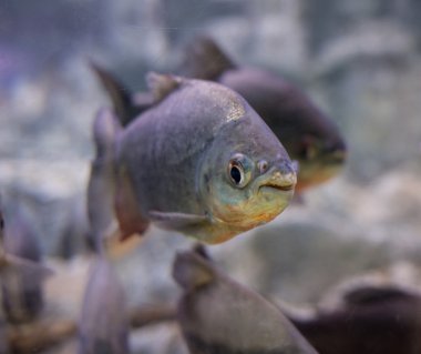 tropikal balık fotoğrafı