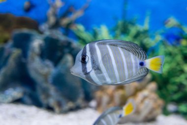 tropikal balık fotoğrafı