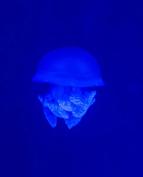 Medusas de luna Aurelia aurita en un acuario . —  Fotos de Stock