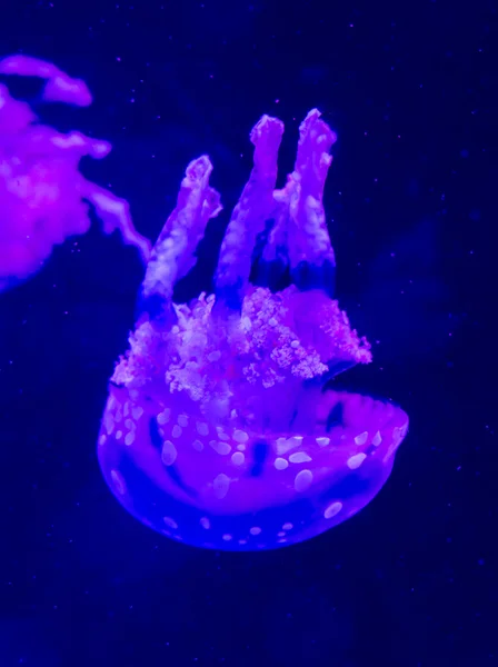 Méduses lunaires Aurelia aurita dans un aquarium . — Photo
