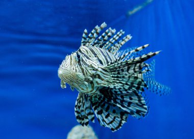 tropikal balık fotoğrafı