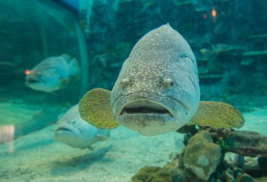 tropikal balık fotoğrafı
