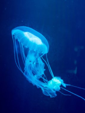 Ay denizanası Aurelia aurita bir akvaryum.