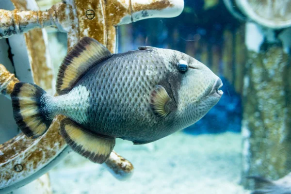 Foto di un pesce tropicale — Foto Stock