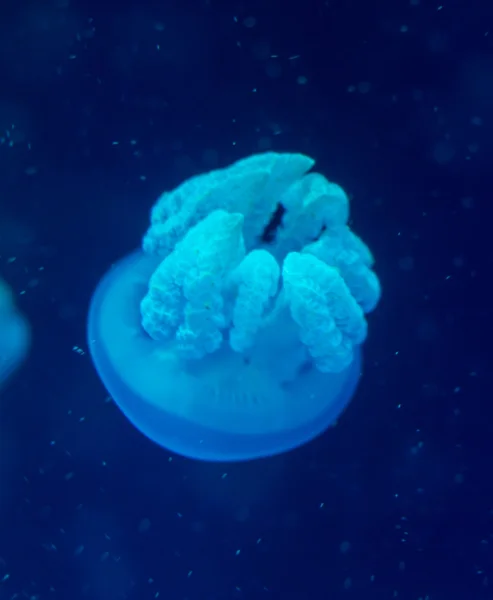 Moon jellyfish Aurelia aurita in an aquarium. — Stock Photo, Image