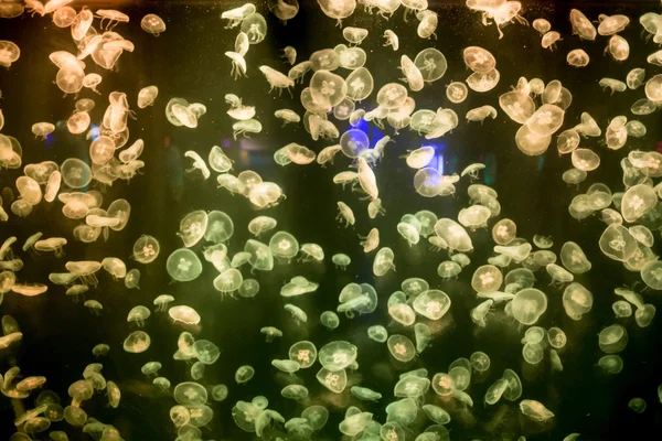 Méduses lunaires Aurelia aurita dans un aquarium . — Photo