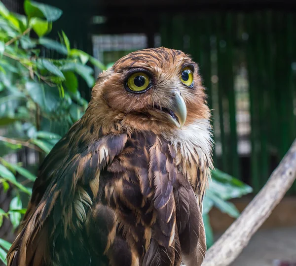 Fotografie z bílé čelila scops, který sedí sova Royalty Free Stock Fotografie