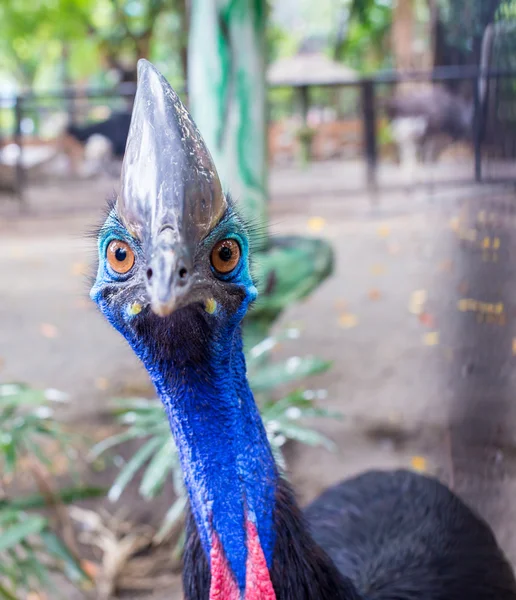 Gri bir close-up vinç taç giydi. — Stok fotoğraf