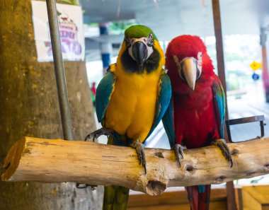 günlük üzerinde oturan renkli çift Amerika papağanı