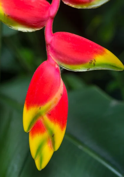 Schöne Orchidee - phalaenopsis, vor natürlichem grünen Hintergrund im Gewächshaus — Stockfoto