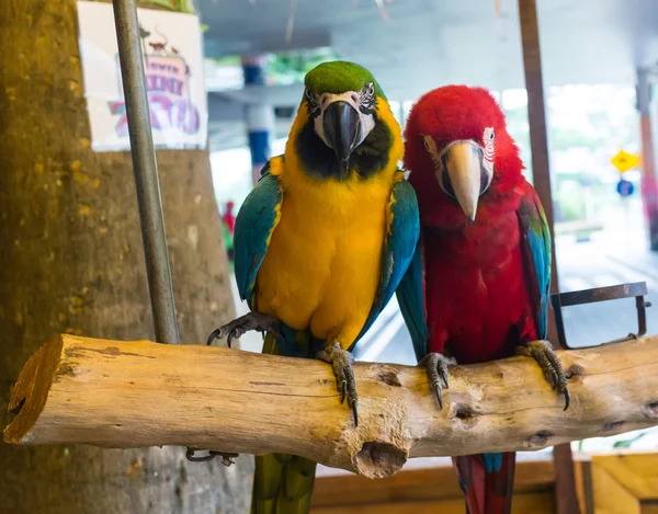 Pareja de guacamayas fotos de stock, imágenes de Pareja de guacamayas sin royalties | Depositphotos Pareja de guacamayas fotos de stock, imágenes de Pareja de guacamayas sin royalties | Depositphotos