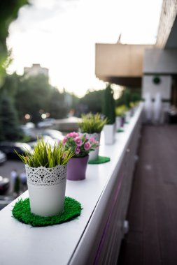 Açık Arkaplanda Taze Yeşil Fesleğen Bitkisi