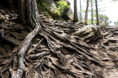 Çek ormandan çok eski ağaç