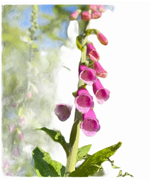 Foxglove Flor Com Fundo Verde Planta Vida Selvagem — Vetor de Stock