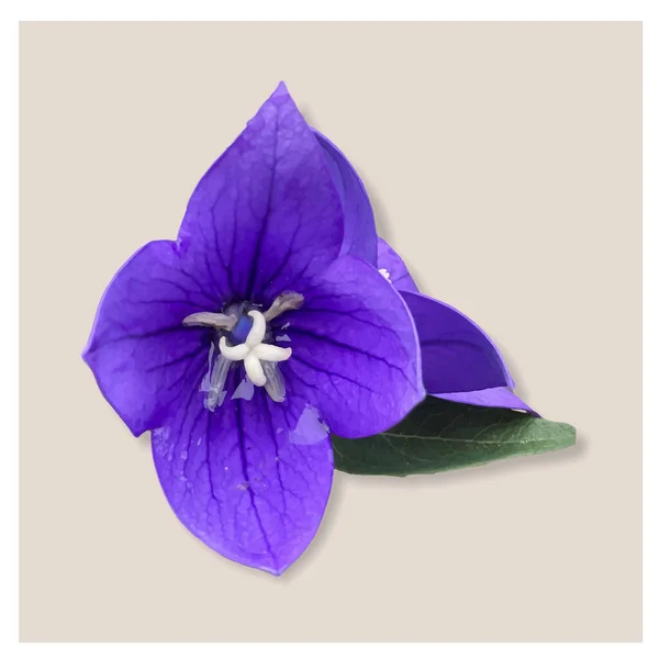 Modrá Květina Izolované Pozadím — Stockový vektor