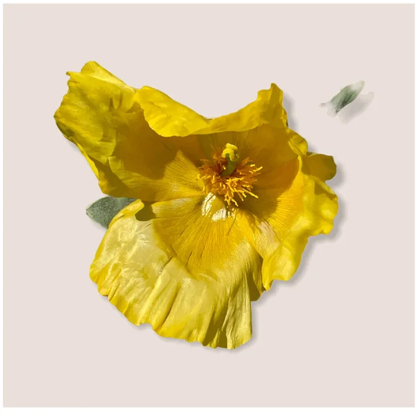 Sarı gelincik arka planda izole edildi