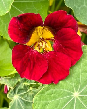 Koyu kırmızı nasturtium çiçeği yapraklı bekar.
